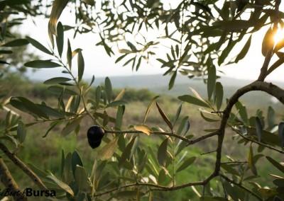 Gemlik olives