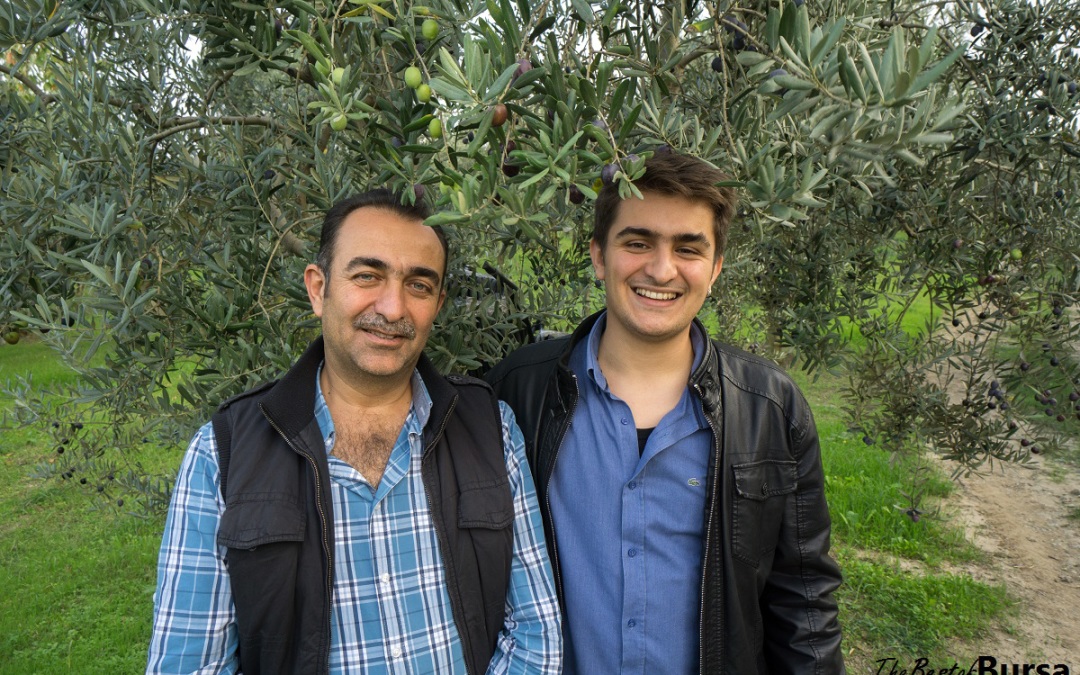 The Gemlik Olive Farmer