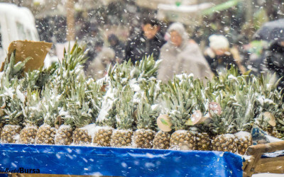 Pineapples in a Snowstorm