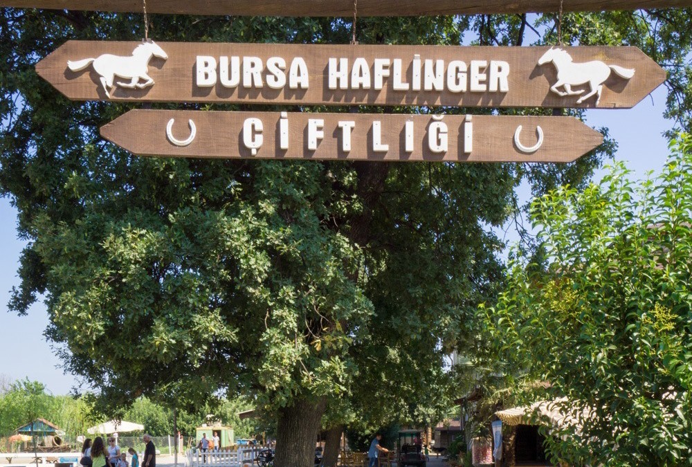 Weekend Mornings at Bursa Haflinger Çiftliği