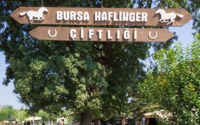 Weekend Mornings at Bursa Haflinger Çiftliği