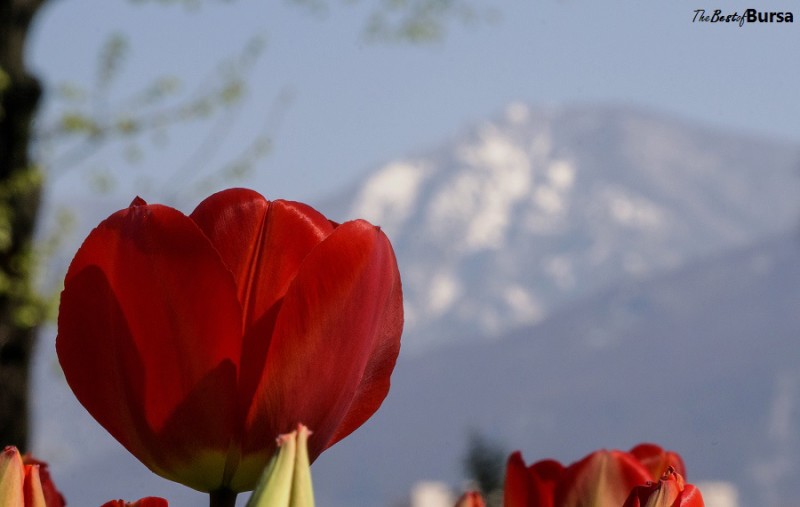 Bursa tulip