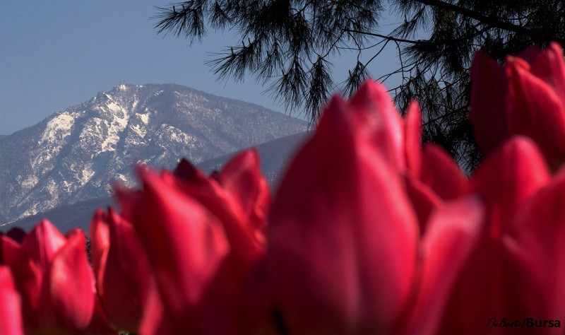 Bursa tulips