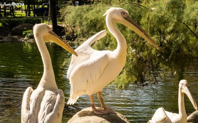 A Visit to the Bursa Zoo