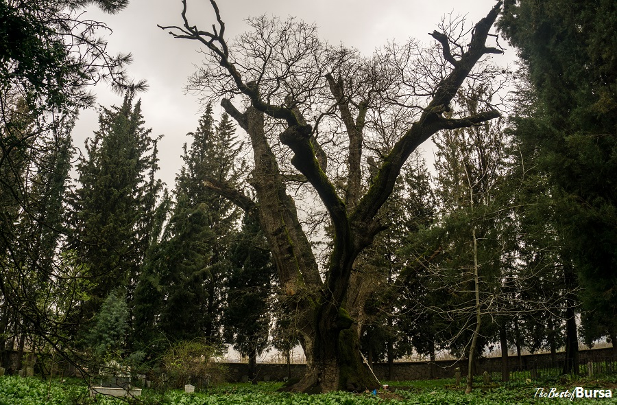 Bursa’s Oldest Living Resident