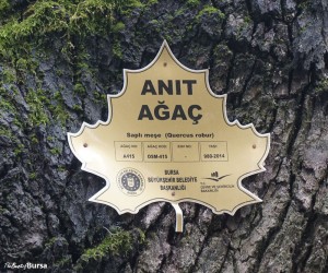 Armutkoy oak Bursa Turkey