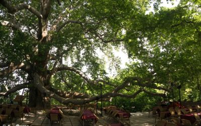 Sipping Tea under the Īnkaya Çınar