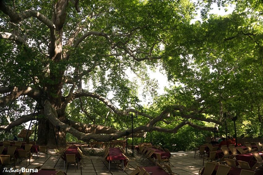 Sipping Tea under the Īnkaya Çınar