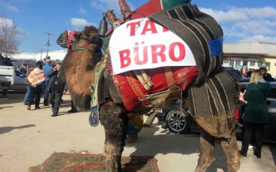 Camel Wrestling: A Cultural Experience