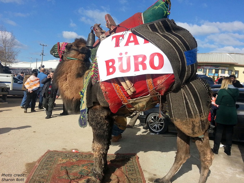 Camel Wrestling: A Cultural Experience